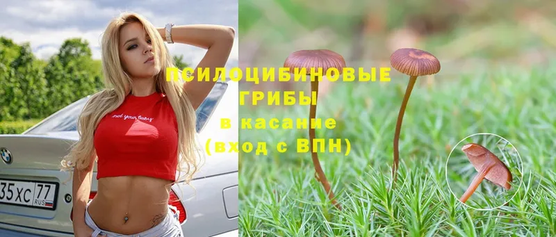 купить наркотик  Белорецк  Псилоцибиновые грибы Psilocybe 